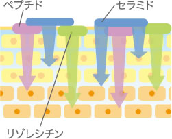 若さ育む贅沢ク リーム!